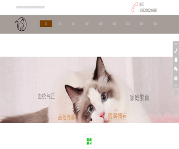 天津布偶猫