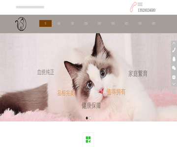 天津布偶猫