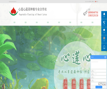 莲藕采摘